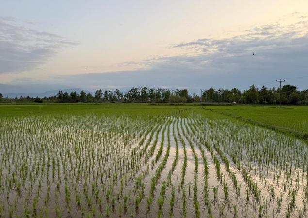 Rice field